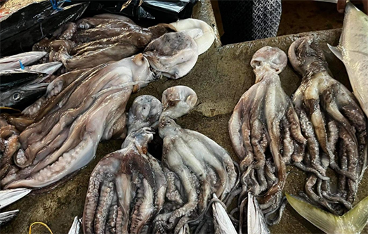 Strengthening the Future of Seychelles’ Octopus Fishery through Science